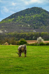 Fototapeta premium Grazing Hungarian Grey cattle with green volcanic hill 