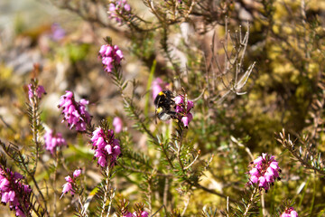 1 task - A bumblebee with a vibrant yellow band collects nectar from delicate pink heather flowers in a natural, slightly blurred outdoor setting