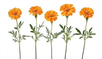 Five Orange Marigolds on White Background