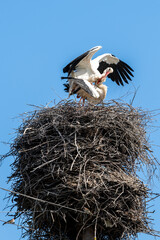 Mating of storks on the nest