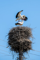Mating of storks on the nest