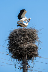 Mating of storks on the nest