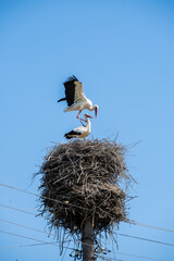 Mating of storks on the nest