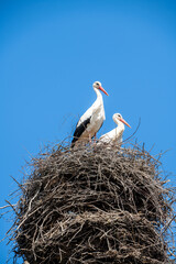 Couple of storks in the nest