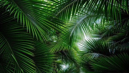 Dense tropical foliage of palm fronds 