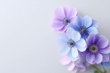 minimalistic composition of soft pastel flowers isolated on clean white backdrop