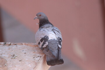 A close-up shot of a rock dove perched on a building