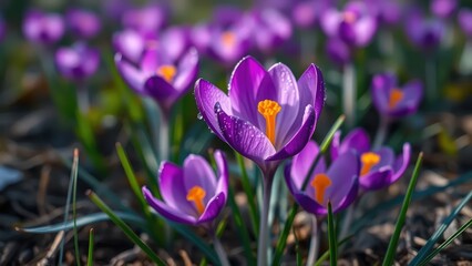 Fototapeta premium Purple Crocus Flowers in Full Bloom 