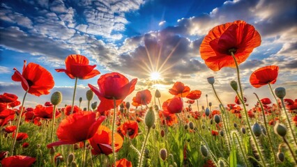 Fototapeta premium Vibrant Red Poppies Bask in the Golden Glow of a Sunset, a Stunning Display of Nature's Beauty in a Field of Blooming Flowers