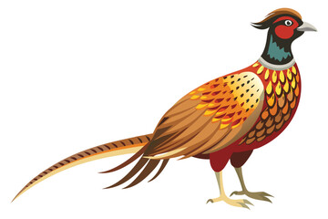 pheasant isolated on white background.