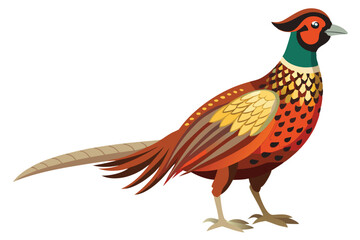 pheasant isolated on white background.