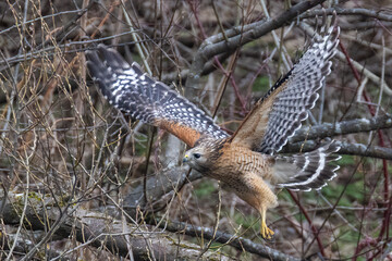 red-shouldered hawk (Buteo lineatus) 