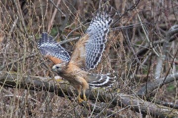 red-shouldered hawk (Buteo lineatus) 