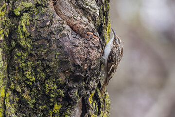 brown creeper (Certhia americana)