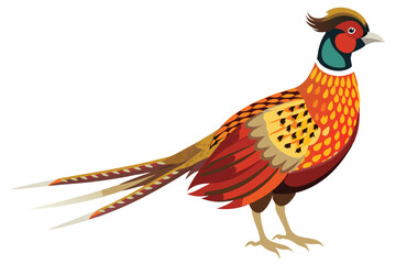 pheasant isolated on white background.