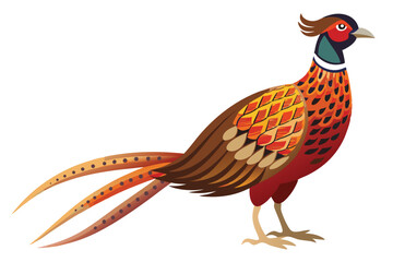 pheasant isolated on white background.
