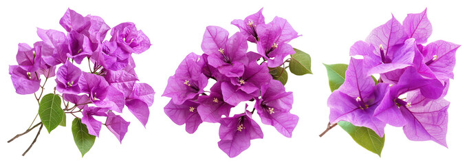 PNG Vibrant purple bougainvillea blossoms, element set on transparent background