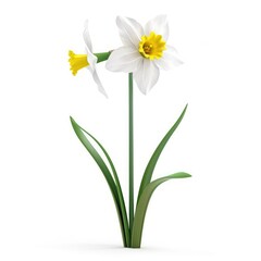 Pair of white daffodils with yellow centers.