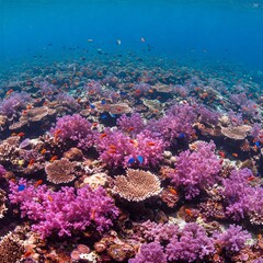 Obraz premium coral reef