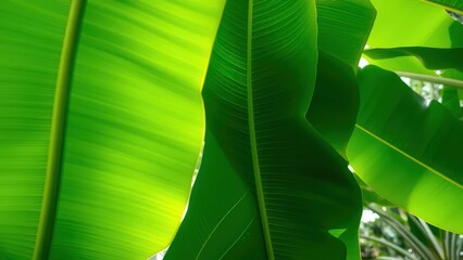 banana leaf background
