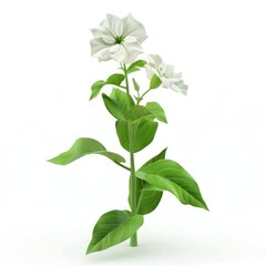 Naklejka premium White petunia plant, isolated on white background.