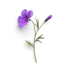 Lavender flax flower and buds against white.
