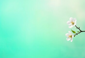Fototapeta premium Serene Spring Blossoms Delicate White Flowers on a Soft Teal Background
