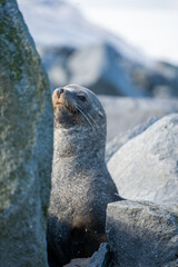 Naklejka premium seal on rock