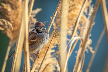 A Eurasian tree sparrow (Passer montanus) is perched among the reeds by the riverbank.
