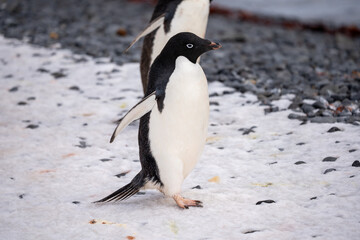 Fototapeta premium penguin on the rocks