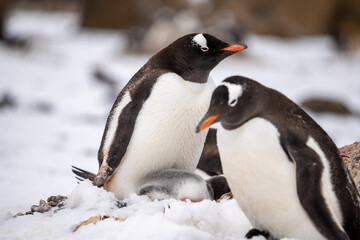 penguin on the rocks