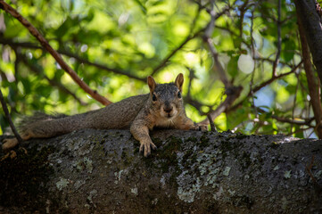 Curious Squirrel Resting on Tree Branch