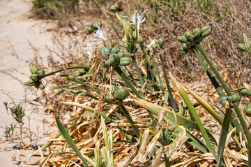 Detail of sea daffodil which is a species of bulbous plant