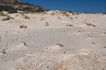 Individual pioneer plants on a sandy site located on the Mediterranean coast
