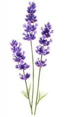 Obraz premium Three Lavender Sprigs on White Background