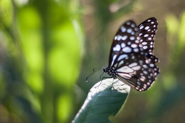 butterfly on a leaf