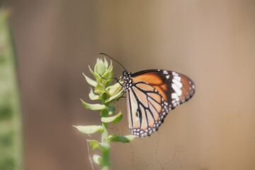 butterfly on a flower