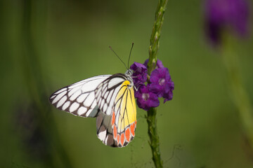 butterfly on flower