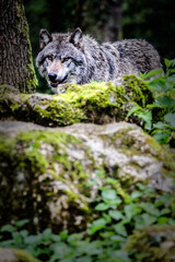 Vertical view of European gray wolf in the forest