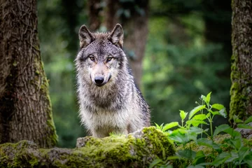 Gordijnen Wolf Close-up of european gray wolf in the forest  © Willy Mobilo