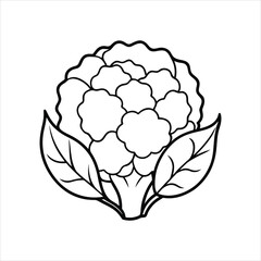 White Flower Buds Cauliflower Vector Simple Line Art Illustration