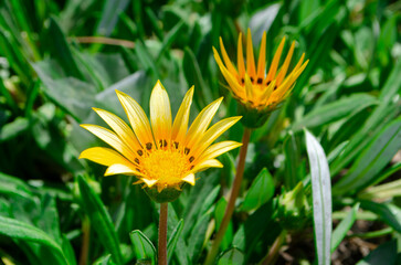 Two Yellow Gazania Flowers Blooming in Green Garden
