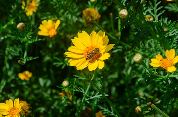 Honeybee Collecting Pollen on Bright Yellow Flowers in Spring Garden