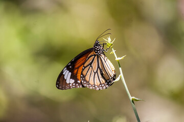 butterfly on a flower