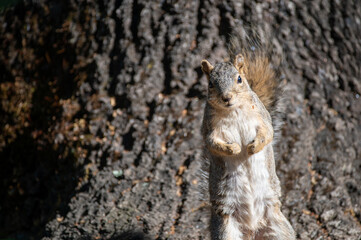 Alert Squirrel Standing Against Tree Trunk