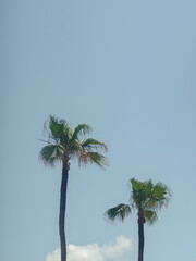 Fototapeta premium Palm Trees Under Clear Blue Sky
