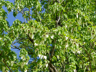  Dove tree or Handkerchief tree (Davidia involucrata) with large white bracts and pendant clusters of deep purple round stamens in rows beneath horizontal branches appearing in spring
