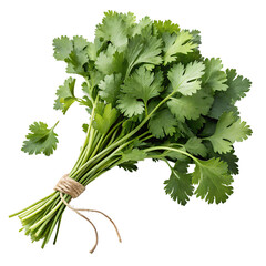  fresh bunch of organic cilantro on transparent background png