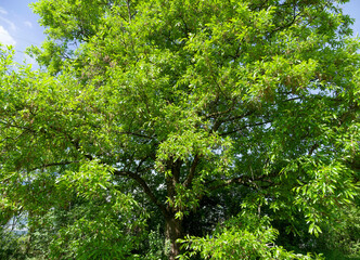 Fototapeta premium Lebanon oak (Quercus libani) tree, multi-trunk with dark-grey craked bark, brown branches, olive-brown twigs covered of green leathery spiny foliage and filamentous golden-yellow spring flowers