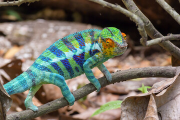 A very brightly colored male Panther Chameleon walking along a narrow branch in the forest of northern Madagascar